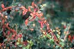 Feuerbrand an Cotoneaster